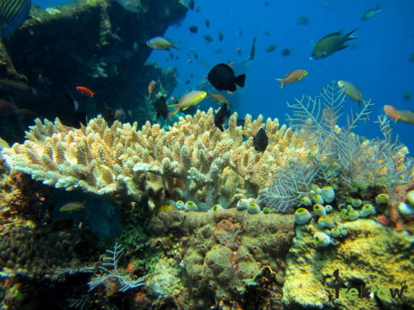 Corals at Tulamben bali tourism attraction